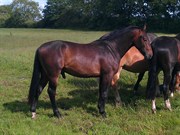 Hest til salg - SKOVLYSTS ENZO