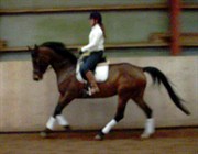 Hest til salg - ELAINE