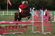 Hest til salg - DONKEY KONG