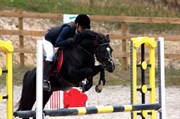 Hest til salg - DORTHEALYST PHILIP (OS)