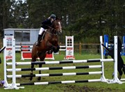 Hest til salg - ARIANNA