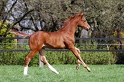 Hest til salg - Bolshoi