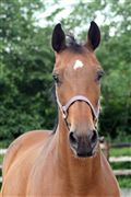 Hest til salg - DAVITA