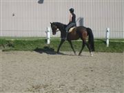 Hest til salg - MINOIR MABELL