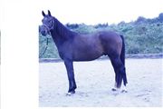 Hest til salg - MR. DELIGHT