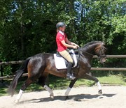 Hest til salg - SIXTEN SUPERSTAR