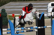 Hest til salg - Snowflake
