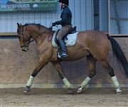 Hest til salg - VANTINGS MIKADO