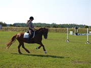Hest til salg - NELLIE