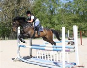 Hest til salg - VALCO