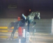Hest til salg - STALD KÖNIGS ASKEPOT