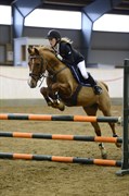 Hest til salg - BASTIAN