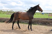 Hest til salg - MØENSHOLMS OBERST