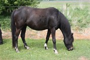 Hest til salg - LAIBEK'S CARTED'OR