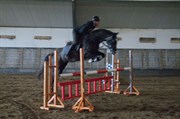 Hest til salg - COMPLETE VG