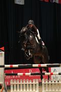 Hest til salg - COOPER
