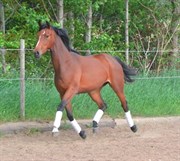 Hest til salg - GICARLA
