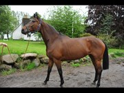 Hest til salg - CAPACITY CHILLO