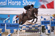 Hest til salg - CLINTON