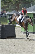 Hest til salg - MOI CAPRICE BAUNEHØJ