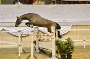 Hest til salg - CHIANTI
