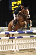 Hest til salg - REMY