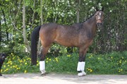 Hest til salg - PSAPPHA