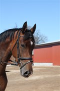 Hest til salg - VIDTSKUE'S LINORA