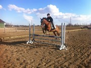 Hest til salg - DEXTER