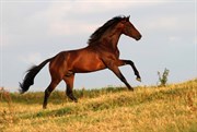 Hest til salg - GØRKLINTGÅRDS SANTINO