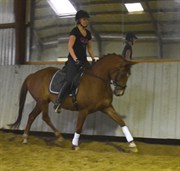 Hest til salg - NØRLUNDS SAMANTHA