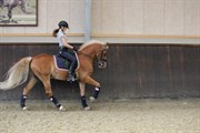 Hest til salg - DE VITO