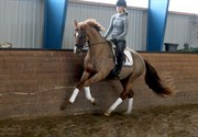 Hest til salg - Gørklintgårds Sentaro