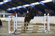 Hest til salg - APRIL 2C