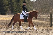 Hest til salg - MON' AMI YANKEE