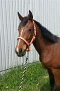 Hest til salg - Safira