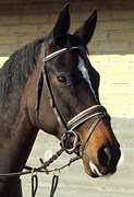 Hest til salg - ROMA