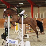 Hest til salg - CARLANSTOWN OHIO