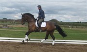 Hest til salg - SANTOS P.