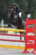 Hest til salg - ELMERHØJS BASTIAN