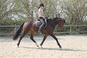 Hest til salg - D' ASTI