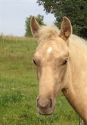 Hest til salg - MOELLEAAENS OXANA