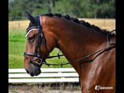 Hest til salg - PETRASMINDES LAFAYETT