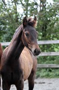 Hest til salg - GØRKLINTGÅRDS LILAC
