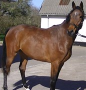 Hest til salg - Crelido-hoppe