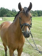 Hest til salg - NIELAND'S MAAIKE