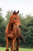 Hest til salg - Gørklintgårds Saladin
