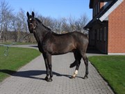 Hest til salg - I-L'S LANDLOPER