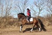 Hest til salg - RAMIRA A TEGLGÅRD