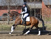 Hest til salg - WHIAMAJA VISSEN